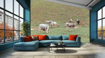 Cows graze on green farm pasture. Domestic animals graze on meadow. Podolica cow or mucca Podolica with her calf. regione Campania, South Italy Wall mural