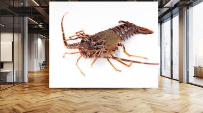 Fresh spiny lobster or sea crayfish isolated on white background, raw common Mediterranean lobster Wall mural