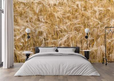 Field with ripe barley in summer  Wall mural