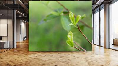 Fresh Green tea tree leaves in eco herbal farm. Tree tea plantations in morning sun light. Freshness herbal green natural garden farmland. Drinking organic relax heath plant. Wall mural