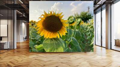 Sunflower close up during a sunny summer day, sunflowers farm field, landscape horizontal, side Wall mural