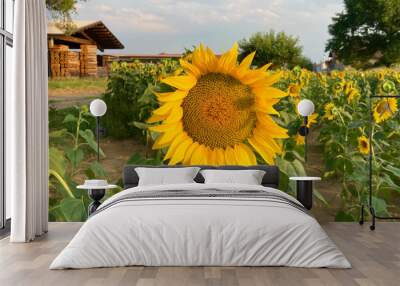 Sunflower close up during a sunny summer day, sunflowers farm field, landscape horizontal Wall mural