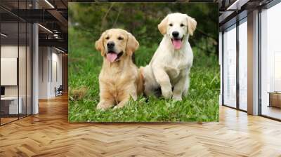 Golden retrievers - puppy and adult dog Wall mural