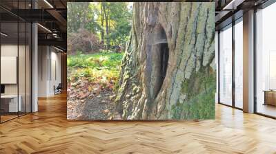 hollow in tree Wall mural