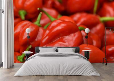 Hot peppers habanero red closeup, fresh hot peppers background for culinary or garden purposes. Wall mural