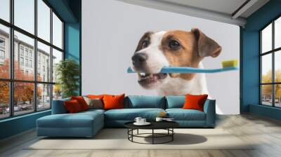 Jack Russell Terrier dog holding a blue toothbrush on a white background.  Wall mural