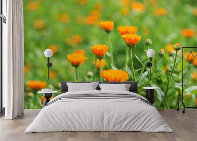 field of calendula Wall mural