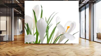 white crocuses Wall mural