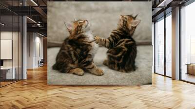 Kittens of the striped Kuril bobtail play together on a soft sofa. Two small, purebred active kittens Wall mural