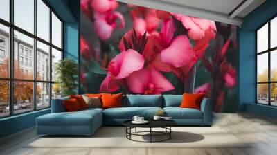 beautiful variety of flowers, ROSE CANNOVA CANNA Seeds, background with pink beautiful flowers, floral background, flowers texture  Wall mural