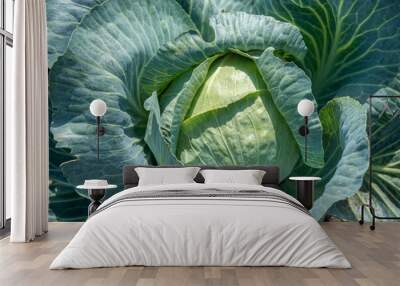 large head of white cabbage Wall mural