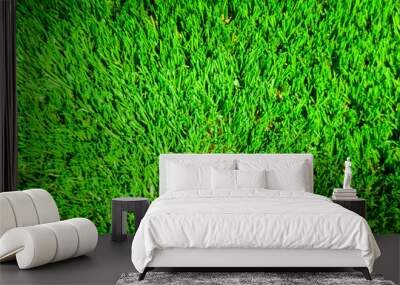 lawn sunlit background blurred green Wall mural