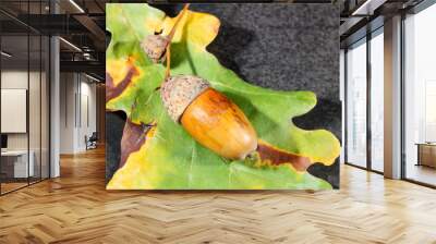 Oak branch with acorns and green leaves on a gray Wall mural