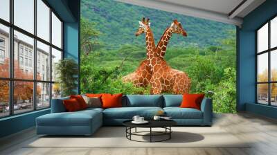 fight of two giraffes Wall mural