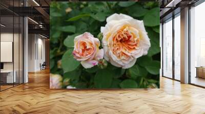 Peach colored flowers of two roses in mid May Wall mural