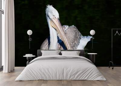 Pelican Wall mural