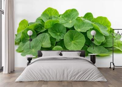 Pile of Centella asiatica on white background Wall mural