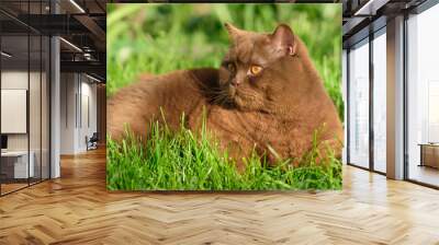 Portrait of brown british cat on a green grass on a sunny day. cute facial expression. cats emotions. Wall mural