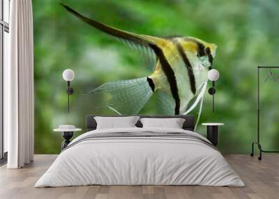 Portrait of freshwater angelfish or Scalare, Pterophyllum scalare, black white silver color Wall mural