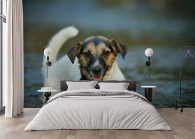 A jack russell terrier is swimming and playing in the water Wall mural