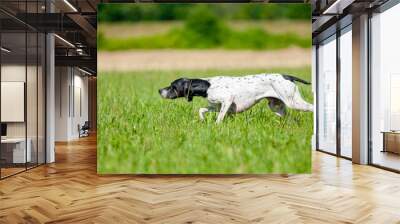 English Pointer dog is sniffing the air and pointing a bird. Close up shot of dog on point Wall mural