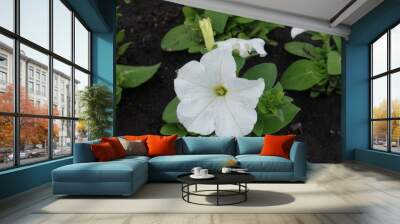 Pure white flowers of petunias in May Wall mural