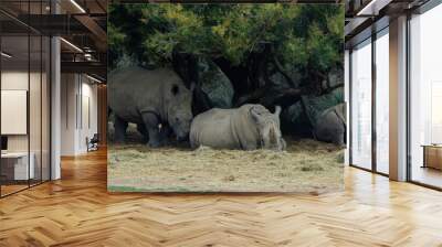 Rhinos shelter beneath leafy trees, two lying down while one stands, showcasing their powerful yet serene presence. The image captures the calm atmosphere of these creatures in a natural setting. Wall mural