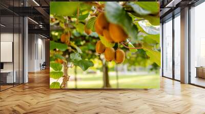 Ripe kiwi fruits on a branch in close-up Wall mural