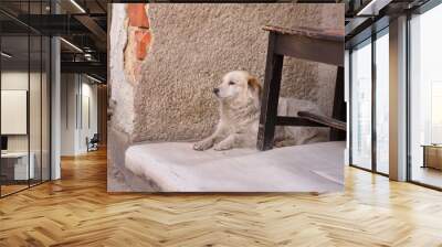 Sad mix breed white dog laying under the bench in Slovak gypsy village. Abused suffer feared dogs. Wall mural