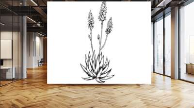 Blooming agave plant. Hand drawn black and white tropical plant. Vector illustration. Foliage design. Botanical element isolated on a white background. Wall mural