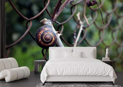 snail on a dry branch Wall mural