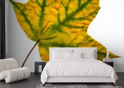 maple autumn leaf Wall mural