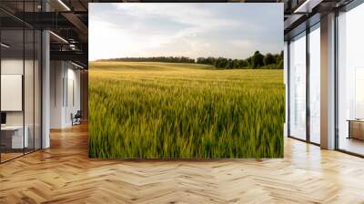 Beautiful crop field. summer sunset panorama around Wall mural