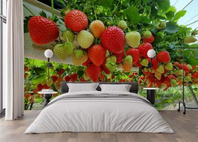 Strawberries fresh, red grows on high beds. Berry hanging down, farm, vegetable garden. Close up. Concept farm, agriculture, vitamins, sale, harvest, proper nutrition, business. High quality photo Wall mural