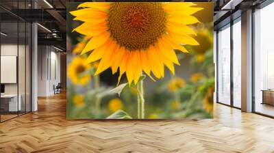 Sunflower field. Close up of sunflower on farm at sunset. Rural landscape. Wall mural