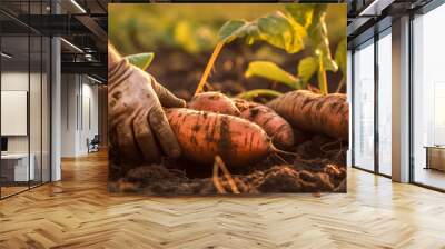 sweet potato harvest. sweet potato farm Wall mural