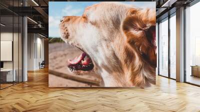 The dog catches the wind with its mouth. The Labrador barks Wall mural