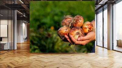 the farmer girl holds an onion in her hands. Selective focus. Wall mural