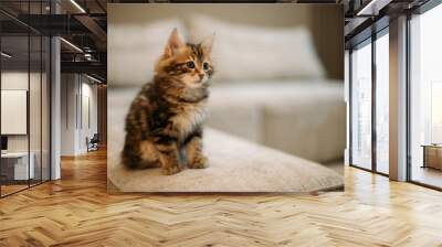 The kitten of the striped Kuril bobtail sits quietly on a light sofa. Wall mural