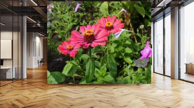 Three flowers of bright pink Zinnia elegans in August Wall mural