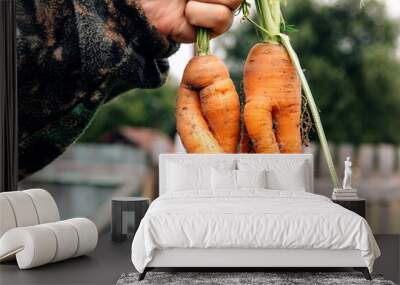 Two countries, crooked, defective carrots in the form of a man and a woman. A man holds a carrot by the tops against the background of an autumn vegetable garden Wall mural