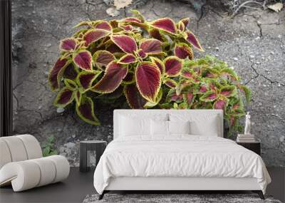 Two cultivars of Coleus scutellarioides with colorful foliage in July Wall mural