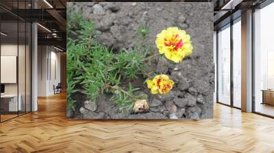 Two double yellow flowers of Portulaca grandiflora in July Wall mural