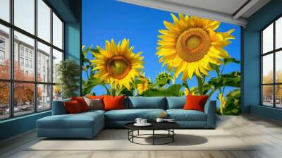 Two happy sunflowers stand tall in a field under a blue sky Wall mural