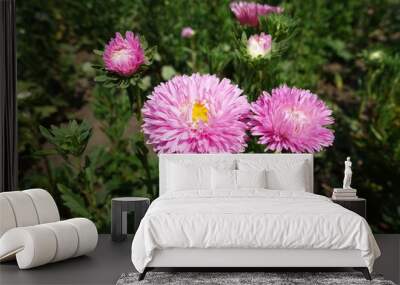 Two pink flower heads of China aster Wall mural