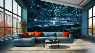 Water lilies on the river on a summer evening. Wall mural