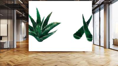 watercolor green aloe vera, isolated, on a while background Wall mural