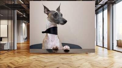 Whippet dog with a wide beautiful collar sits on a chair with its front paws on the table. Wall mural