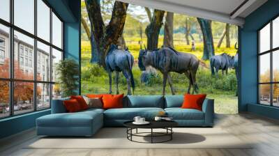 Wild african Gnus grasing in Masai Mara National Park Wall mural