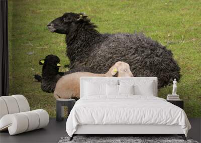 Adult, black, karakul sheep, with two lambs, on the field. Wall mural